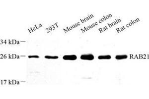 Western blot analysis of RAB21 (ABIN7075341) at dilution of 1: 500 (RAB21 抗体)