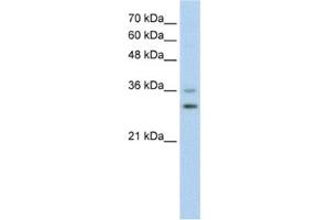 Western Blotting (WB) image for anti-Forkhead Box Q1 (FOXQ1) antibody (ABIN2460797) (FOXQ1 抗体)