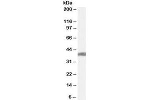 Western blot testing of mouse liver lysate with AGTR1 antibody at 0. (Angiotensin II Type-1 Receptor 抗体)