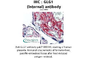 Image no. 1 for anti-Golgi Glycoprotein 1 (GLG1) (Internal Region) antibody (ABIN1734714) (GLG1 抗体  (Internal Region))