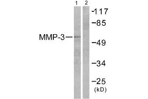 Western Blotting (WB) image for anti-Matrix Metallopeptidase 3 (Stromelysin 1, Progelatinase) (MMP3) (C-Term) antibody (ABIN1848687) (MMP3 抗体  (C-Term))