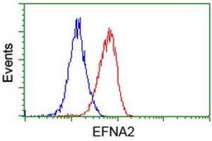 Image no. 2 for anti-Ephrin A2 (EFNA2) antibody (ABIN1497954) (Ephrin A2 抗体)