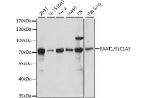 Western blot analysis of extracts of various cell lines, using E/E/SLC1 antibody (ABIN7270395) at 1:1000 dilution. (SLC1A3 抗体  (AA 453-542))
