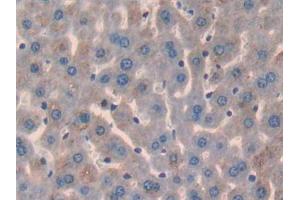 IHC-P analysis of Mouse Liver Tissue, with DAB staining. (Glypican 3 抗体  (AA 344-559))