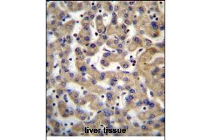 PDP1 Antibody (Center) (ABIN656386 and ABIN2845681) immunohistochemistry analysis in formalin fixed and paraffin embedded human liver tissue followed by peroxidase conjugation of the secondary antibody and DAB staining. (PDP 抗体  (AA 308-336))