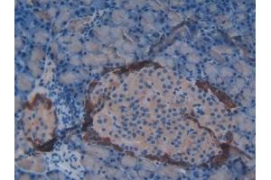 Detection of VIP in Rat Pancreas Tissue using Polyclonal Antibody to Vasoactive Intestinal Peptide (VIP) (Vip 抗体  (AA 34-157))