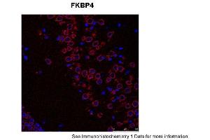 Sample Type: Mouse Brain Slices Red: primaryBlue: DAPIPrimary Dilution: 1:400 Secondary Antibody: Anti-Rabbit IgG Alexa 594Secondary Dilution: 1:400 Image Submitted By: Adahir Labrador-Garrido and Cintia Roodveldt University of Seville (FKBP4 抗体  (C-Term))