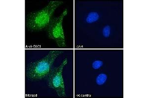 ABIN185264 Immunofluorescence analysis of paraformaldehyde fixed U251 cells, permeabilized with 0. (DLC1 抗体  (N-Term))