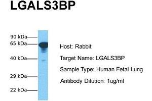 Host: Rabbit Target Name: LGALS3BP Sample Tissue: Human Fetal Lung Antibody Dilution: 1. (LGALS3BP 抗体  (Middle Region))