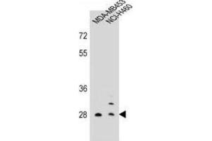 Western Blotting (WB) image for anti-Folate Receptor 2 (Fetal) (FOLR2) antibody (ABIN2998462) (FOLR2 抗体)