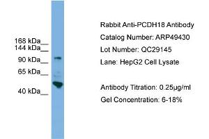WB Suggested Anti-PCDH18  Antibody Titration: 0. (PCDH18 抗体  (N-Term))