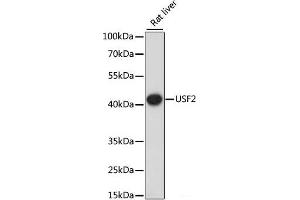 Western blot analysis of extracts of Rat liver using USF2 Polyclonal Antibody at dilution of 1:1000. (USF2 抗体)