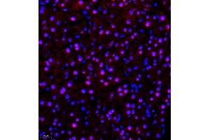 Immunofluorescence of paraffin embedded mouse pancreas using SR140 (ABIN7076091) at dilution of 1:600 (400x lens) (SR140 抗体)