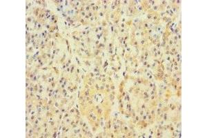 Immunohistochemistry of paraffin-embedded human pancreatic tissue using ABIN7159692 at dilution of 1:100 (APOOL 抗体  (AA 163-268))