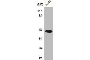 Western Blot analysis of COLO205 cells using CAR Polyclonal Antibody (Coxsackie Adenovirus Receptor 抗体  (N-Term))