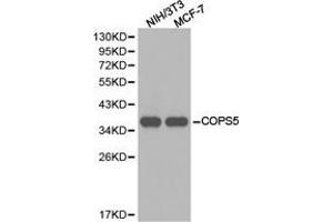 Western Blotting (WB) image for anti-COP9 Constitutive Photomorphogenic Homolog Subunit 5 (Arabidopsis) (COPS5) antibody (ABIN1871963) (COPS5 抗体)