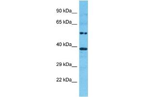 Western Blotting (WB) image for anti-Glyceraldehyde-3-Phosphate Dehydrogenase (GAPDH) (N-Term) antibody (ABIN2778645)
