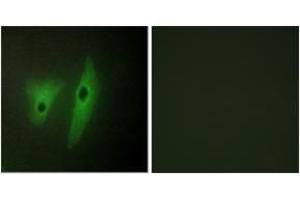 Immunofluorescence (IF) image for anti-Dual Specificity Phosphatase 19 (DUSP19) (AA 111-160) antibody (ABIN2889692) (DUSP19 抗体  (AA 111-160))