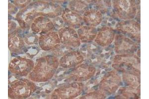 IHC-P analysis of Mouse Kidney Tissue, with DAB staining. (TGFBI 抗体  (AA 423-632))