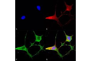 Immunocytochemistry/Immunofluorescence analysis using Mouse Anti-Ankyrin B Monoclonal Antibody, Clone S105-13 (ABIN2485093). (ANK2 抗体  (AA 203-496) (PerCP))