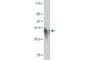 Western Blot detection against Immunogen (45. (Glucagon 抗体  (AA 1-180))