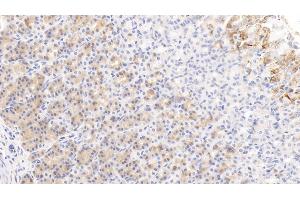 Immunohistochemistry (IHC) image for anti-Histidine-Rich Glycoprotein (HRG) (AA 19-525) antibody (ABIN7427567)