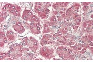 Detection of Slit2 in Human Pancreas Tissue using Polyclonal Antibody to Slit Homolog 2 (Slit2)