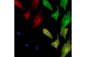 anti-Filaggrin Family Member 2 (FLG2) antibody