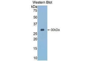 Western Blotting (WB) image for anti-Granzyme K (Granzyme 3, Tryptase II) (GZMK) (AA 27-264) antibody (ABIN2118410) (GZMK 抗体  (AA 27-264))