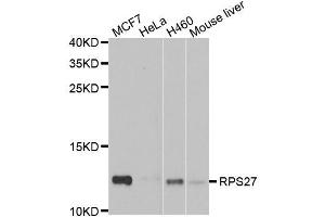 Western blot analysis of extracts of various cell lines, using RPS27 antibody. (RPS27 抗体)