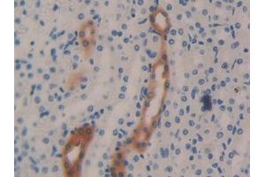 Detection of KLK1 in Mouse Kidney Tissue using Polyclonal Antibody to Kallikrein 1 (KLK1) (Kallikrein 1 抗体  (AA 27-261))