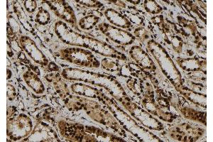 ABIN6279148 at 1/100 staining Human kidney tissue by IHC-P. (ATXN7L1 抗体)