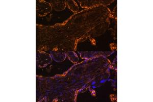 Immunofluorescence analysis of human placenta using BRE Polyclonal Antibody (ABIN7265912) at dilution of 1:100 (40x lens). (BRE 抗体  (AA 51-229))