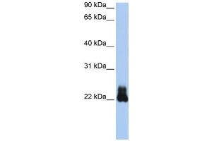 Western Blotting (WB) image for anti-Ras Homolog Family Member D (RHOD) antibody (ABIN2458652) (RHOD 抗体)