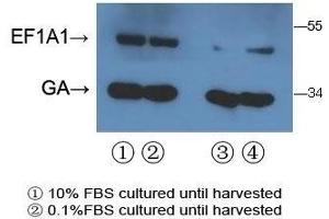 With 293T cell line lysate,resolved proteins were electrophoretically transferred to PVDF membrane and incubated sequentially with primary antibody EEF1A1/ EEF1A2 ( abgent, Cat. (EEF1A2 抗体  (AA 46-72))