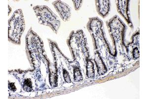 E2F4 was detected in paraffin-embedded sections of mouse intestine tissues using rabbit anti- E2F4 Antigen Affinity purified polyclonal antibody (Catalog # ) at 1 µg/mL.