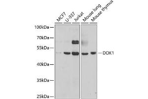 Western blot analysis of extracts of various cell lines, using DOK1 antibody (ABIN6130881, ABIN6139763, ABIN6139764 and ABIN6221343) at 1:1000 dilution. (DOK1 抗体  (AA 1-280))