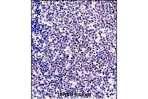TNFSF13B Antibody (N-term) ((ABIN657917 and ABIN2846864))immunohistochemistry analysis in formalin fixed and paraffin embedded human tonsil tissue followed by peroxidase conjugation of the secondary antibody and DAB staining. (BAFF 抗体  (N-Term))