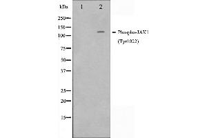 JAK1 抗体  (pTyr1022, pTyr1023)