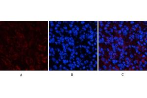 Immunofluorescence analysis of mouse spleen tissue. (PPARD 抗体)