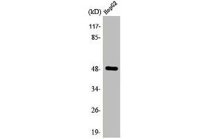 Western Blotting (WB) image for anti-Transcription Factor AP-2 gamma (Activating Enhancer Binding Protein 2 Gamma) (TFAP2C) (C-Term) antibody (ABIN7184574)