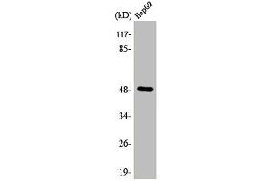 Western Blot analysis of HuvEc cells using AP-2γ Polyclonal Antibody