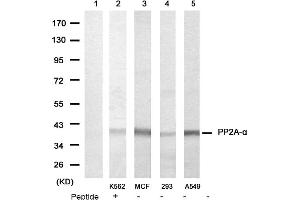 Image no. 1 for anti-Protein Phosphatase 2, Catalytic Subunit, alpha Isozyme (PPP2CA) (N-Term) antibody (ABIN319371) (PPP2CA 抗体  (N-Term))