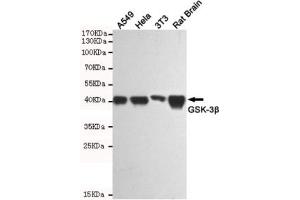 Western blot testing of human A549, human HeLa, mouse NIH3T3 and rat brain lysates using GSK3B antibody at 1:1000. (GSK3 beta 抗体)
