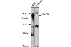 Western blot analysis of extracts of various cell lines, using BA antibody (ABIN7265937) at 1:1000 dilution. (BAZ2A 抗体)