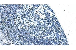 IHC analysis of GNG11 using anti-GNG11 antibody (ABIN7599533).