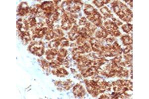 IHC testing of FFPE human pancreas with MAML2 antibody (clone MMLP2-1).