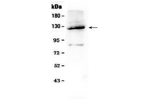 Western blot analysis of Vinculin using anti- Vinculin antibody . (Vinculin 抗体  (AA 930-1134))