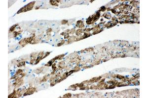 Anti- AIF Picoband antibody, IHC(P) IHC(P): Rat Cardiac Muscle Tissue (AIF 抗体  (C-Term))