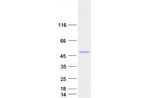 Western Blotting (WB) image for Hepatocyte Nuclear Factor 4, alpha (HNF4A) (Transcript Variant 6) (Active) protein (Myc-DYKDDDDK Tag) (ABIN2722901)